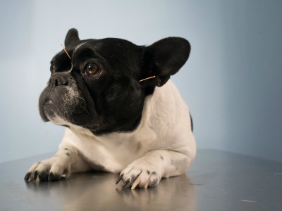 dog-acupuncture