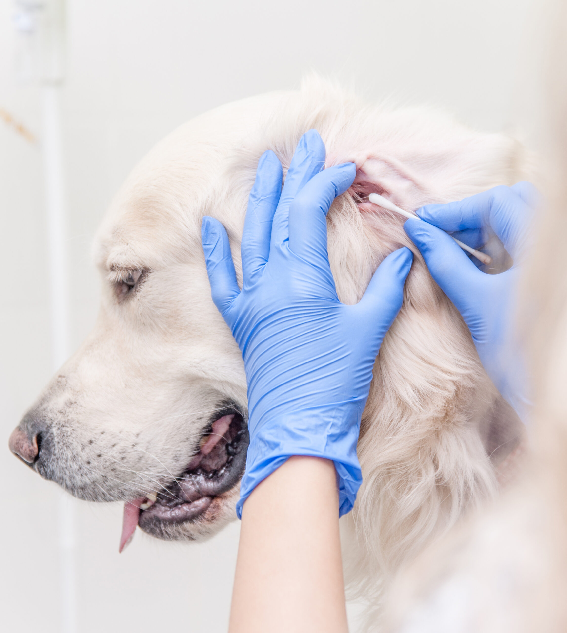 Close up dog having ear examination at veterinary clinic